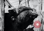 Standbild koreanischen Bauern Nägel Stahl Schuhe zu seiner Bulle Korea, 1936, aus Sekunde 57 historischem Filmmaterial Videoclip 65675028856