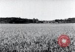 Standbild der Ernte von Reis ernten Korea, 1936, aus Sekunde 12 historischem Filmmaterial Videoclip 65675028859