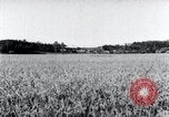 Standbild der Ernte von Reis ernten Korea, 1936, aus Sekunde 13 historischem Filmmaterial Videoclip 65675028859