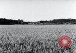 Standbild der Ernte von Reis ernten Korea, 1936, aus Sekunde 14 historischem Filmmaterial Videoclip 65675028859
