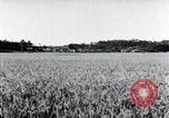 Standbild der Ernte von Reis ernten Korea, 1936, aus Sekunde 15 historischem Filmmaterial Videoclip 65675028859