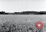 Standbild der Ernte von Reis ernten Korea, 1936, aus Sekunde 16 historischem Filmmaterial Videoclip 65675028859