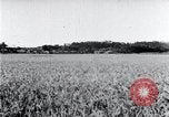 Standbild der Ernte von Reis ernten Korea, 1936, aus Sekunde 17 historischem Filmmaterial Videoclip 65675028859