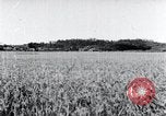 Standbild der Ernte von Reis ernten Korea, 1936, aus Sekunde 18 historischem Filmmaterial Videoclip 65675028859
