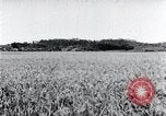 Standbild der Ernte von Reis ernten Korea, 1936, aus Sekunde 19 historischem Filmmaterial Videoclip 65675028859