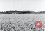 Standbild der Ernte von Reis ernten Korea, 1936, aus Sekunde 20 historischem Filmmaterial Videoclip 65675028859