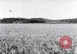 Standbild der Ernte von Reis ernten Korea, 1936, aus Sekunde 21 historischem Filmmaterial Videoclip 65675028859