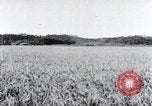 Standbild der Ernte von Reis ernten Korea, 1936, aus Sekunde 22 historischem Filmmaterial Videoclip 65675028859