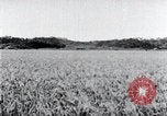 Standbild der Ernte von Reis ernten Korea, 1936, aus Sekunde 23 historischem Filmmaterial Videoclip 65675028859
