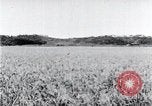 Standbild der Ernte von Reis ernten Korea, 1936, aus Sekunde 24 historischem Filmmaterial Videoclip 65675028859