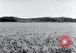Standbild der Ernte von Reis ernten Korea, 1936, aus Sekunde 25 historischem Filmmaterial Videoclip 65675028859