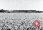 Standbild der Ernte von Reis ernten Korea, 1936, aus Sekunde 26 historischem Filmmaterial Videoclip 65675028859