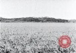 Standbild der Ernte von Reis ernten Korea, 1936, aus Sekunde 27 historischem Filmmaterial Videoclip 65675028859