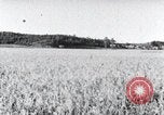 Standbild der Ernte von Reis ernten Korea, 1936, aus Sekunde 40 historischem Filmmaterial Videoclip 65675028859
