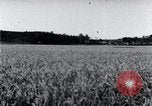 Standbild der Ernte von Reis ernten Korea, 1936, aus Sekunde 41 historischem Filmmaterial Videoclip 65675028859