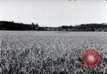 Standbild der Ernte von Reis ernten Korea, 1936, aus Sekunde 43 historischem Filmmaterial Videoclip 65675028859