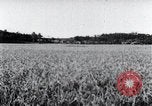Standbild der Ernte von Reis ernten Korea, 1936, aus Sekunde 44 historischem Filmmaterial Videoclip 65675028859