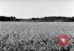 Standbild der Ernte von Reis ernten Korea, 1936, aus Sekunde 45 historischem Filmmaterial Videoclip 65675028859