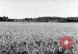 Standbild der Ernte von Reis ernten Korea, 1936, aus Sekunde 46 historischem Filmmaterial Videoclip 65675028859