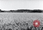 Standbild der Ernte von Reis ernten Korea, 1936, aus Sekunde 47 historischem Filmmaterial Videoclip 65675028859
