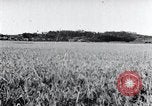Standbild der Ernte von Reis ernten Korea, 1936, aus Sekunde 48 historischem Filmmaterial Videoclip 65675028859