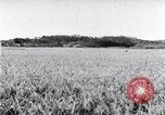 Standbild der Ernte von Reis ernten Korea, 1936, aus Sekunde 49 historischem Filmmaterial Videoclip 65675028859
