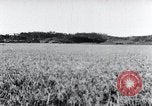 Standbild der Ernte von Reis ernten Korea, 1936, aus Sekunde 50 historischem Filmmaterial Videoclip 65675028859