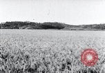 Standbild der Ernte von Reis ernten Korea, 1936, aus Sekunde 51 historischem Filmmaterial Videoclip 65675028859