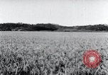 Standbild der Ernte von Reis ernten Korea, 1936, aus Sekunde 52 historischem Filmmaterial Videoclip 65675028859
