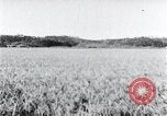 Standbild der Ernte von Reis ernten Korea, 1936, aus Sekunde 53 historischem Filmmaterial Videoclip 65675028859