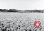Standbild der Ernte von Reis ernten Korea, 1936, aus Sekunde 54 historischem Filmmaterial Videoclip 65675028859