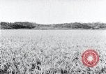 Standbild der Ernte von Reis ernten Korea, 1936, aus Sekunde 55 historischem Filmmaterial Videoclip 65675028859