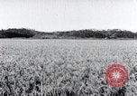 Standbild der Ernte von Reis ernten Korea, 1936, aus Sekunde 56 historischem Filmmaterial Videoclip 65675028859