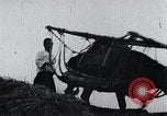 Image of Bull loaded with crop Korea, 1936, second 9 stock footage video 65675028860