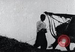 Image of Bull loaded with crop Korea, 1936, second 10 stock footage video 65675028860
