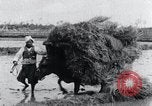 Image of Bull loaded with crop Korea, 1936, second 22 stock footage video 65675028860