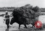 Image of Bull loaded with crop Korea, 1936, second 23 stock footage video 65675028860