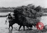 Image of Bull loaded with crop Korea, 1936, second 24 stock footage video 65675028860