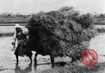 Image of Bull loaded with crop Korea, 1936, second 25 stock footage video 65675028860