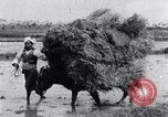 Image of Bull loaded with crop Korea, 1936, second 26 stock footage video 65675028860