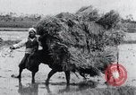 Image of Bull loaded with crop Korea, 1936, second 27 stock footage video 65675028860