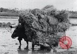 Image of Bull loaded with crop Korea, 1936, second 28 stock footage video 65675028860