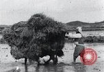 Image of Bull loaded with crop Korea, 1936, second 29 stock footage video 65675028860