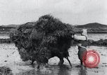 Image of Bull loaded with crop Korea, 1936, second 30 stock footage video 65675028860