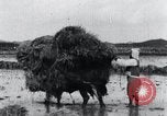 Image of Bull loaded with crop Korea, 1936, second 31 stock footage video 65675028860