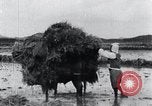 Image of Bull loaded with crop Korea, 1936, second 32 stock footage video 65675028860
