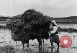 Image of Bull loaded with crop Korea, 1936, second 33 stock footage video 65675028860