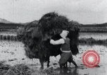 Image of Bull loaded with crop Korea, 1936, second 34 stock footage video 65675028860