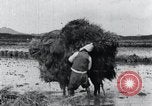Image of Bull loaded with crop Korea, 1936, second 35 stock footage video 65675028860