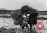 Image of Bull loaded with crop Korea, 1936, second 36 stock footage video 65675028860